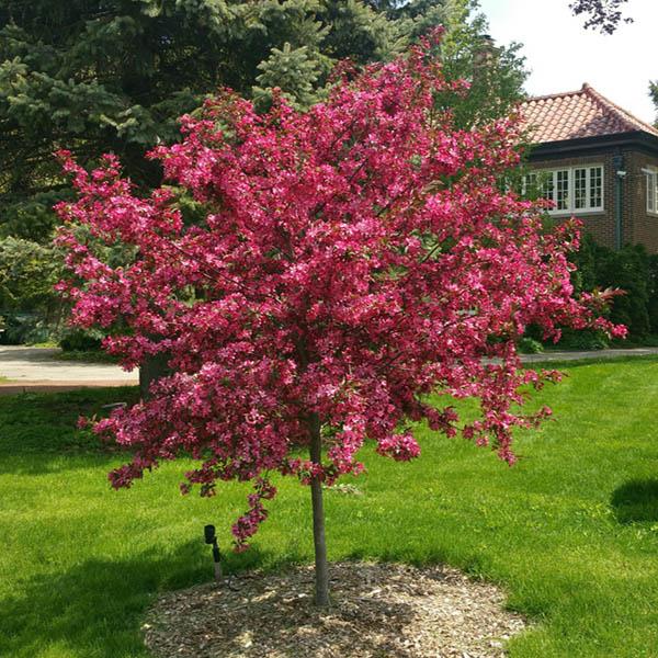 Malus 'royal Gem' - View 4 from www redcrocus com