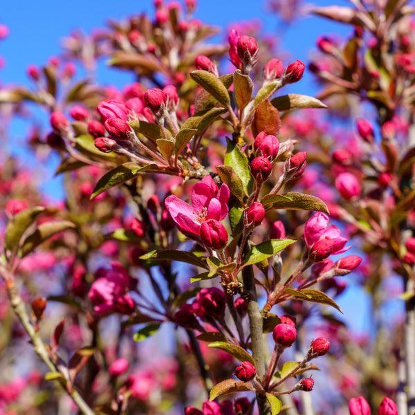 Malus 'royal Gem' - View 5 from www redcrocus com
