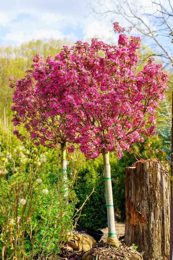Malus 'royal Gem' - View 6 from www redcrocus com
