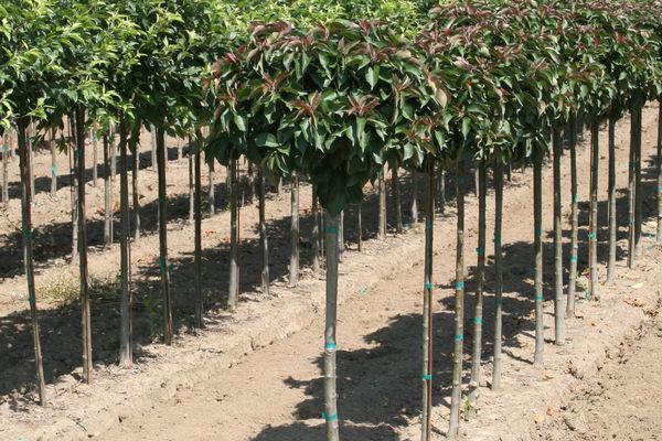 Malus 'royal Gem' - View 7 from www redcrocus com