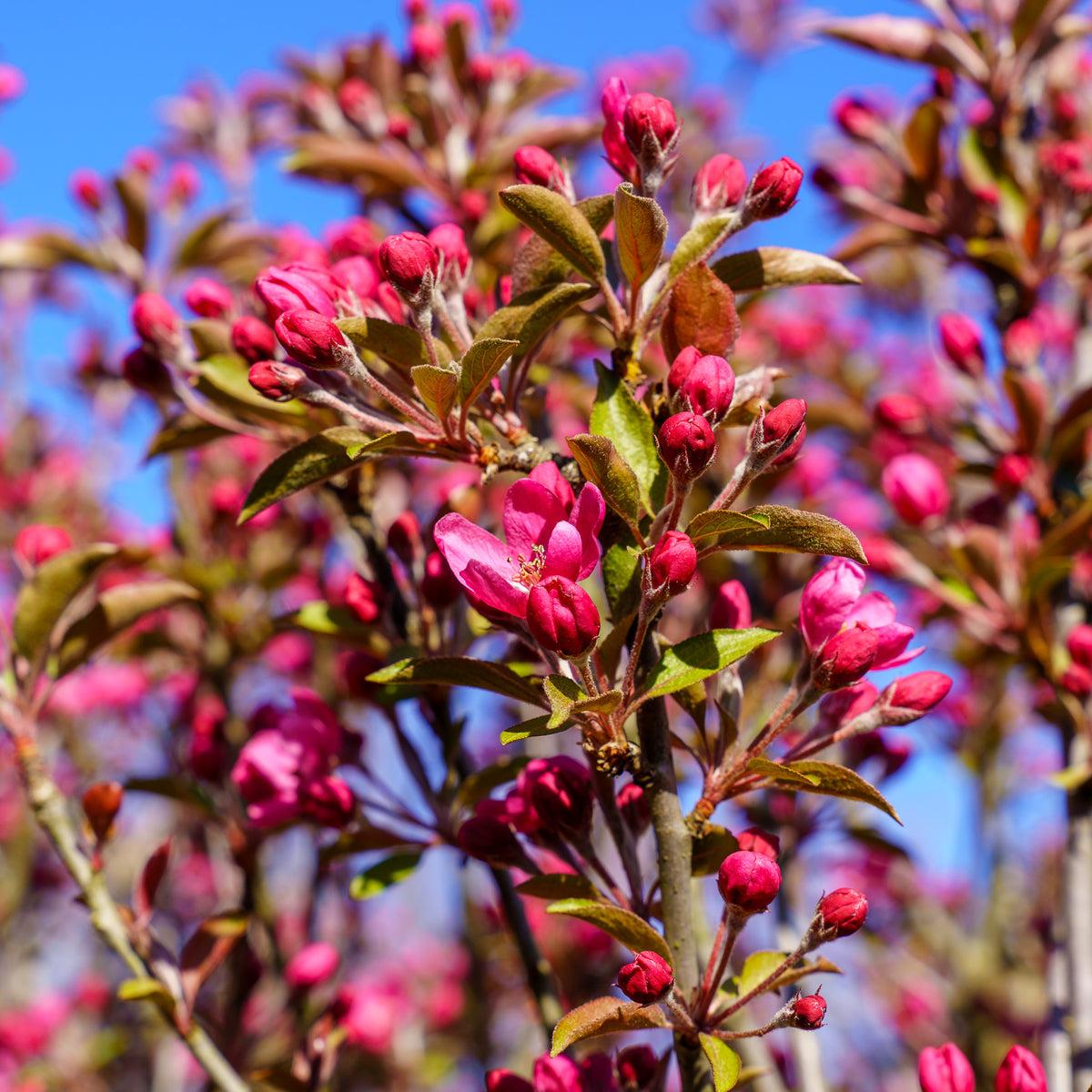 Malus 'royal Gem' - View 9 from www redcrocus com