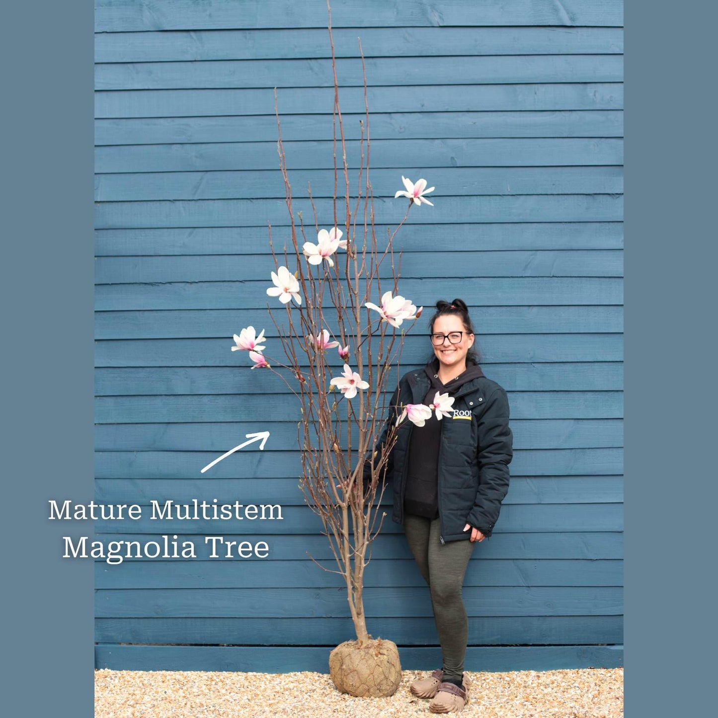 Magnolia Soulangeana Multi Stem - View 11 from www redcrocus com