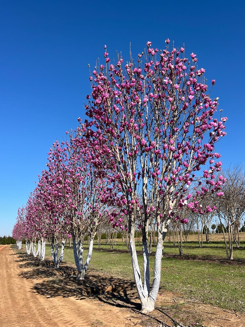 Magnolia Soulangeana Multi Stem - View 12 from www redcrocus com