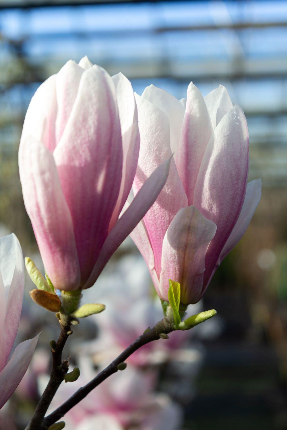 Magnolia Soulangeana Multi Stem - View 16 from www redcrocus com
