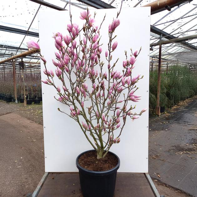 Magnolia Soulangeana Multi Stem - View 18 from www redcrocus com