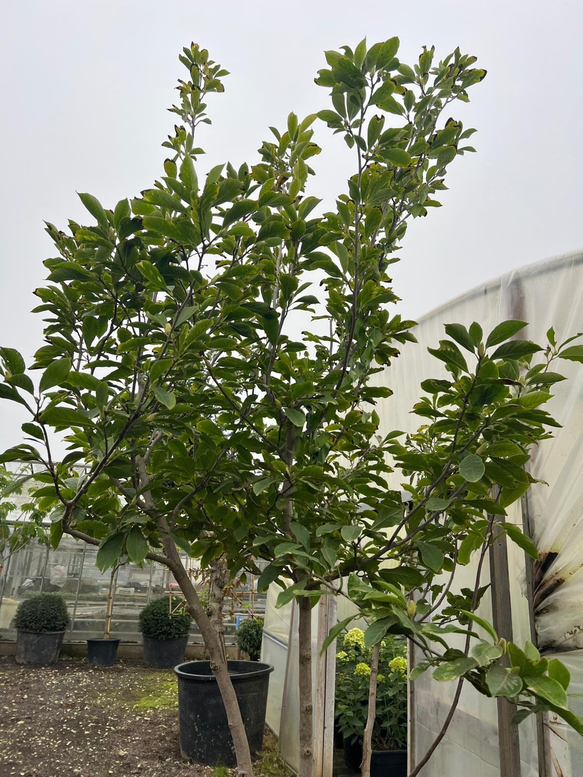 Magnolia Soulangeana Multi Stem - View 19 from www redcrocus com
