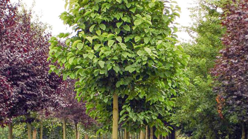 Magnolia Soulangeana Multi Stem - View 23 from www redcrocus com