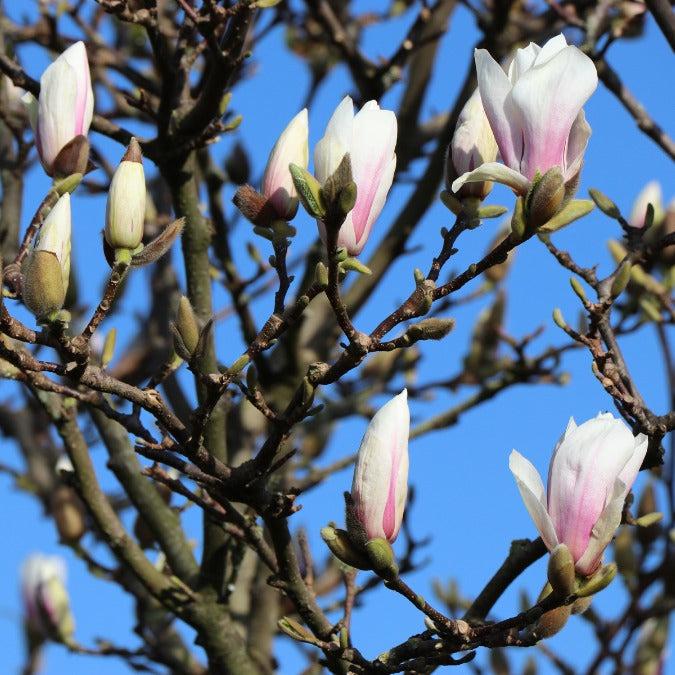 Magnolia Soulangeana Multi Stem - View 26 from www redcrocus com