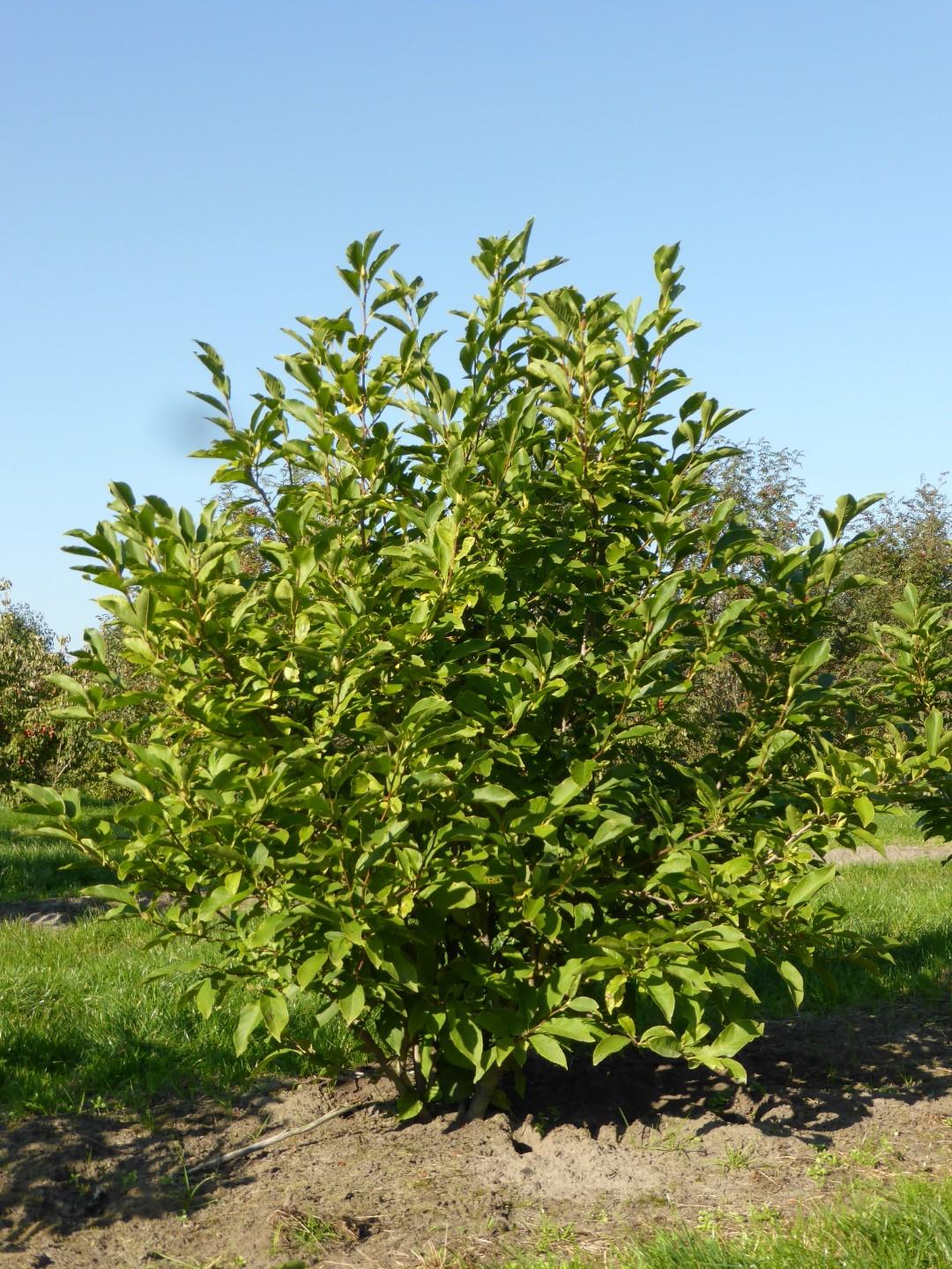 Magnolia Soulangeana Multi Stem - View 28 from www redcrocus com