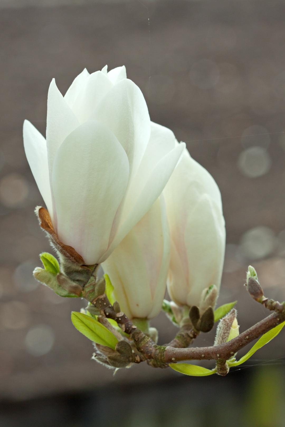 Magnolia Soulangeana Multi Stem - View 29 from www redcrocus com