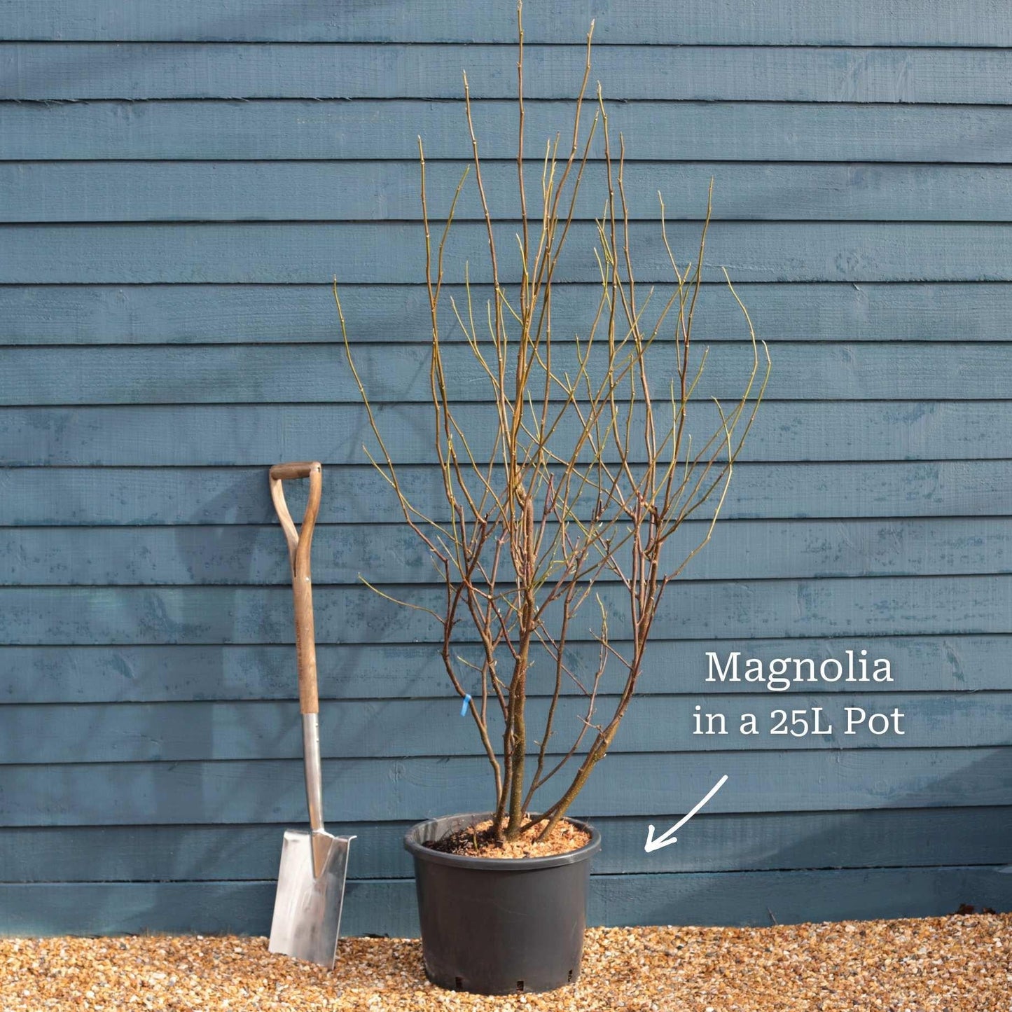 Magnolia Soulangeana Multi Stem - View 30 from www redcrocus com