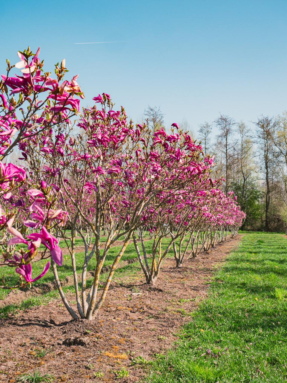 Magnolia Soulangeana Multi Stem - View 31 from www redcrocus com