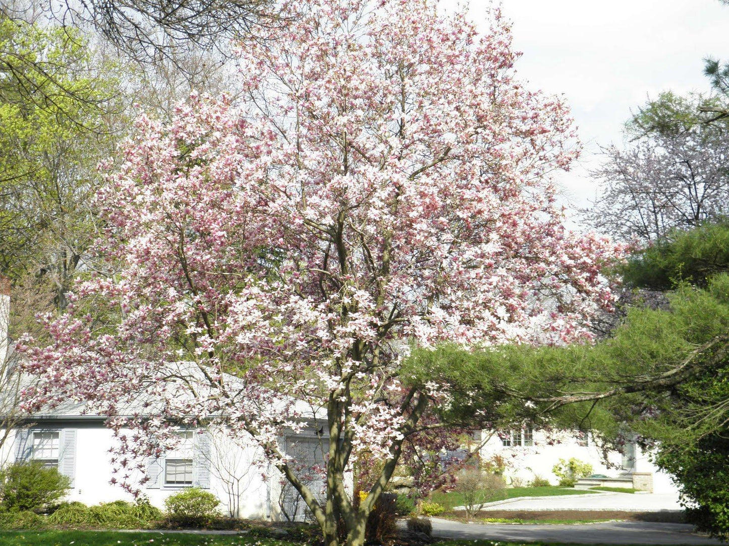 Magnolia Soulangeana Multi Stem - View 34 from www redcrocus com
