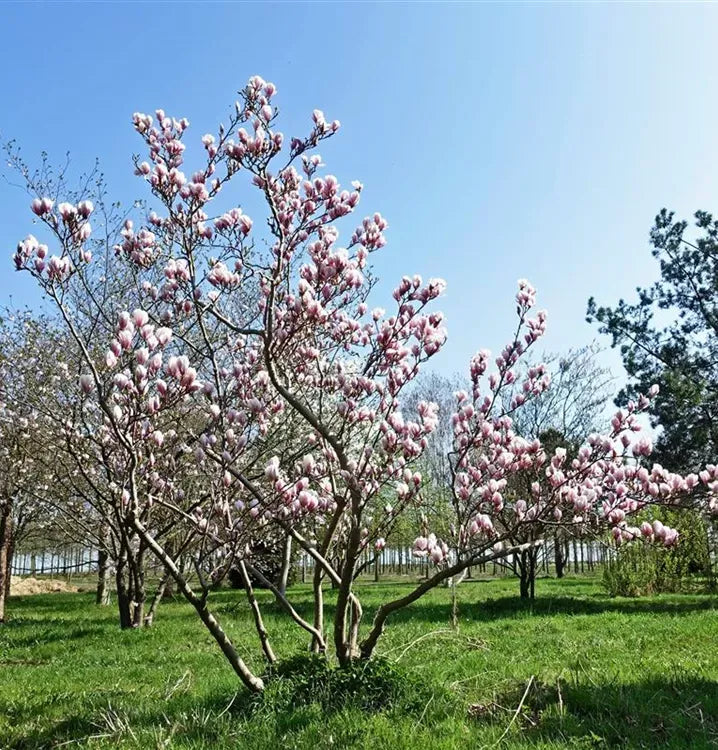 Magnolia Soulangeana Multi Stem - View 35 from www redcrocus com