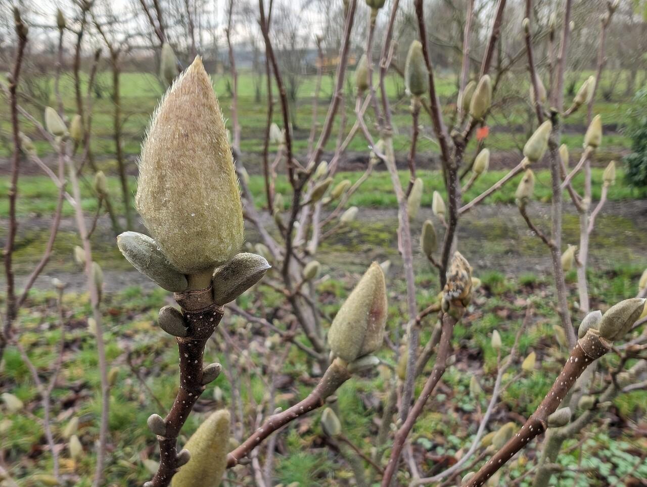 Magnolia Soulangeana Multi Stem - View 37 from www redcrocus com