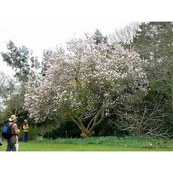 Magnolia Soulangeana Multi Stem - View 3 from www redcrocus com