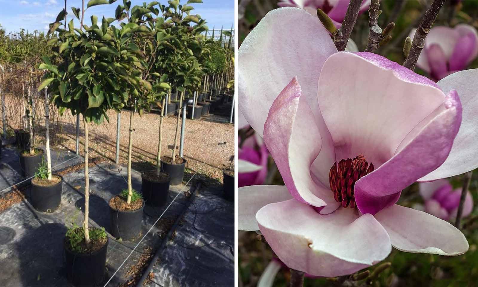 Magnolia Soulangeana Multi Stem - View 40 from www redcrocus com