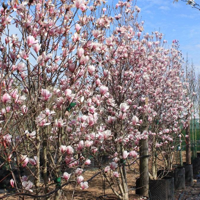 Magnolia Soulangeana Multi Stem - View 4 from www redcrocus com