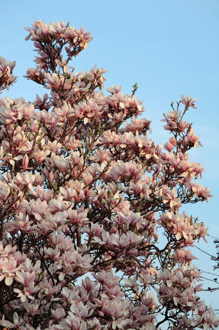 Magnolia Soulangeana Multi Stem - View 5 from www redcrocus com