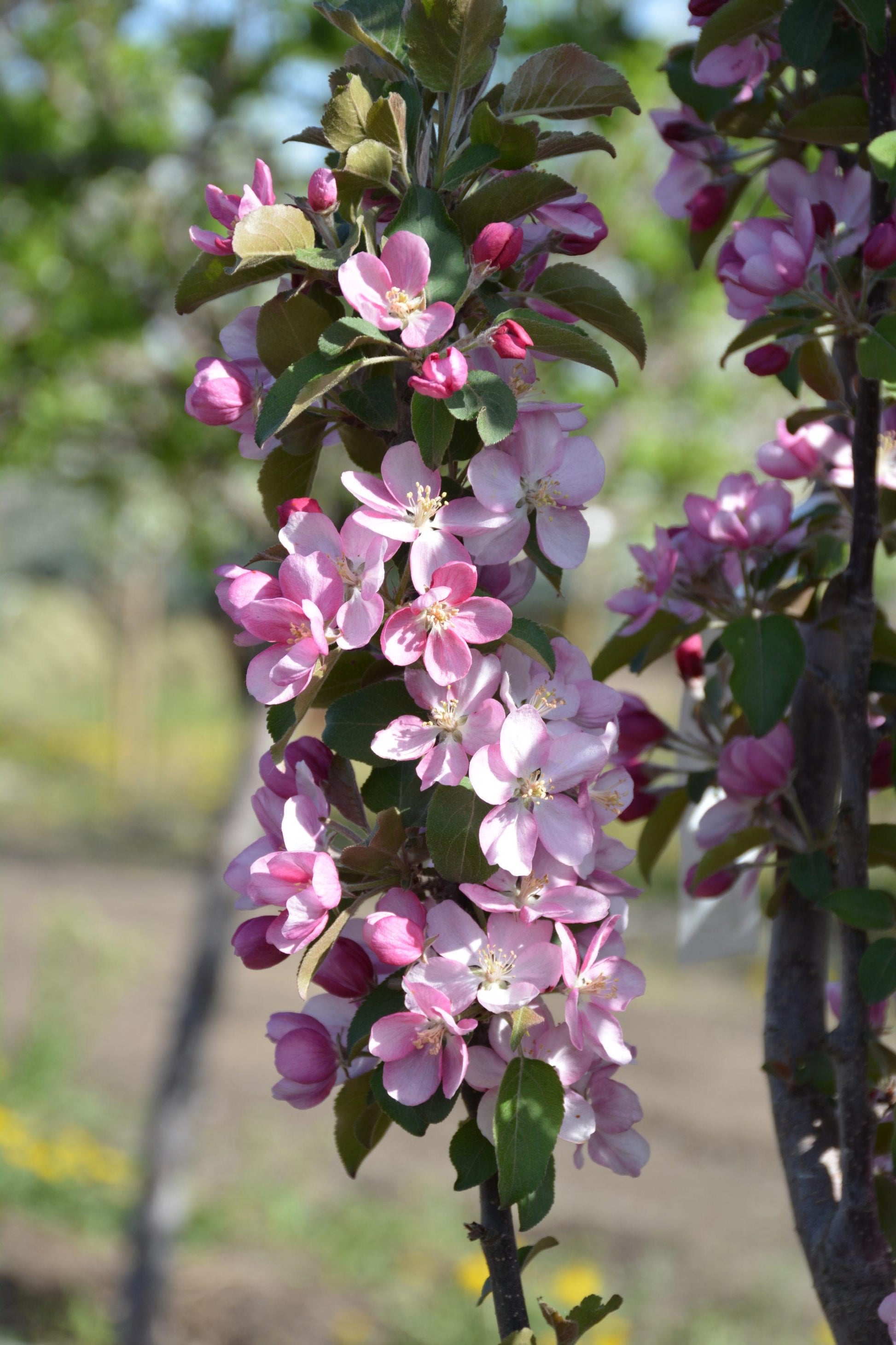 Malus 'purple Spire' - View 12 from www redcrocus com