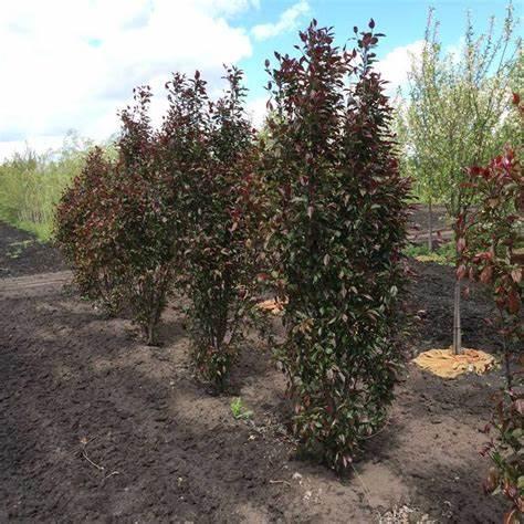 Malus 'purple Spire' - View 15 from www redcrocus com