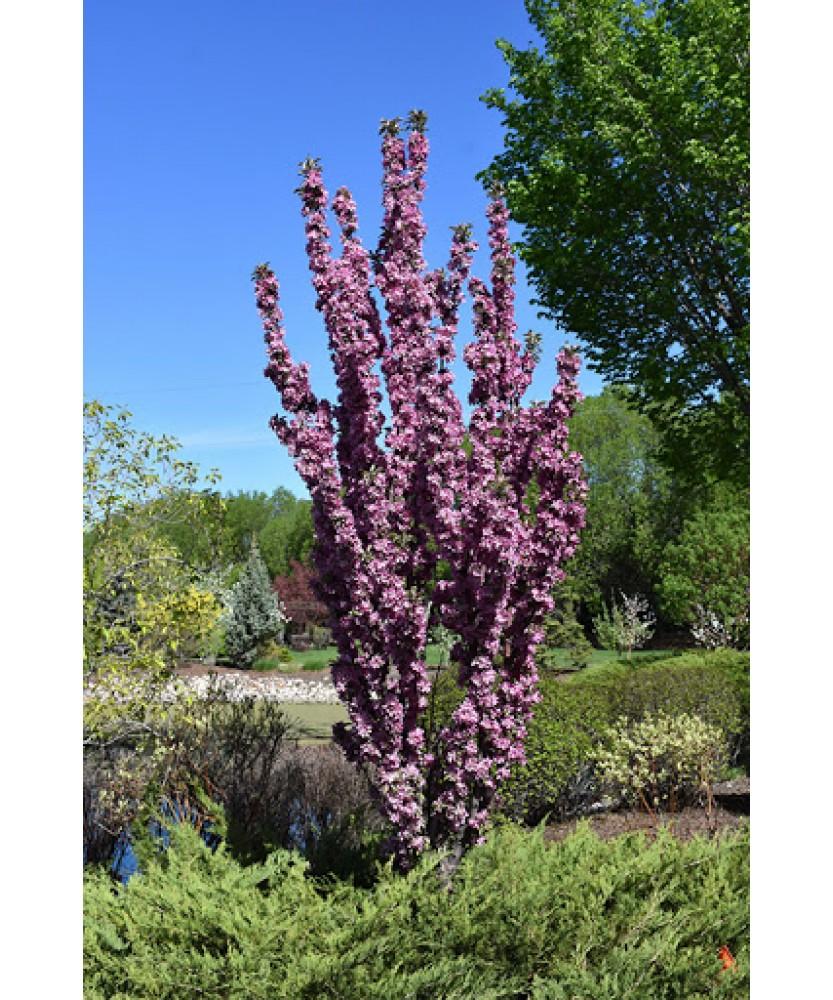 Malus 'purple Spire' - View 16 from www redcrocus com