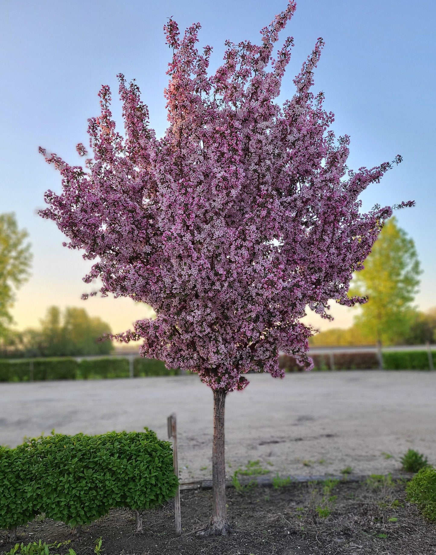 Malus 'purple Spire' - View 17 from www redcrocus com