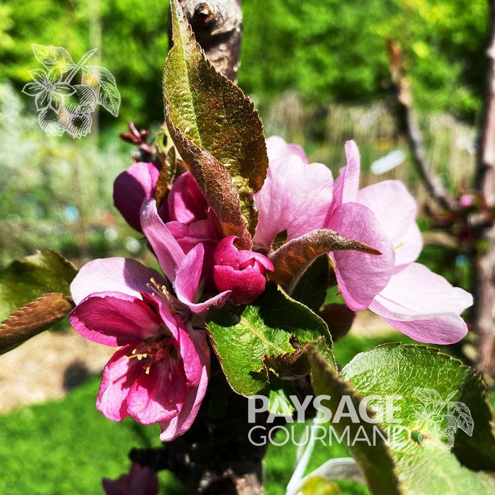 Malus 'purple Spire' - View 19 from www redcrocus com