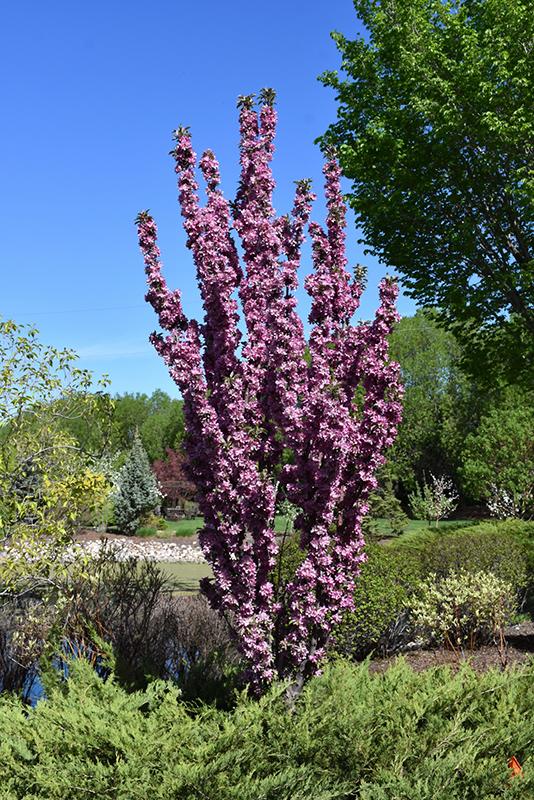 Malus 'purple Spire' - View 1 from www redcrocus com