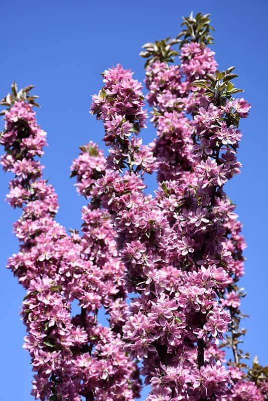 Malus 'purple Spire' - View 21 from www redcrocus com