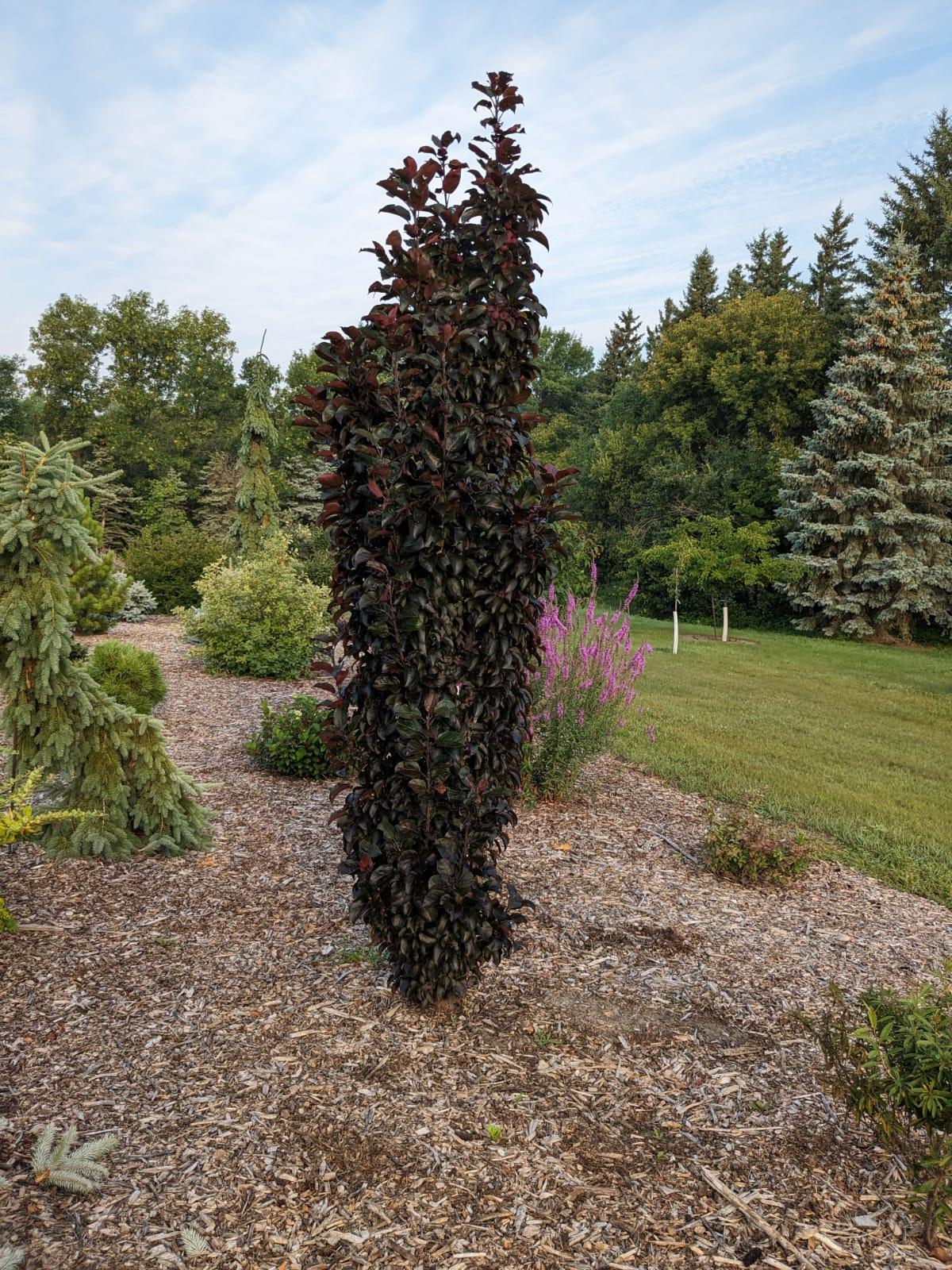 Malus 'purple Spire' - View 24 from www redcrocus com