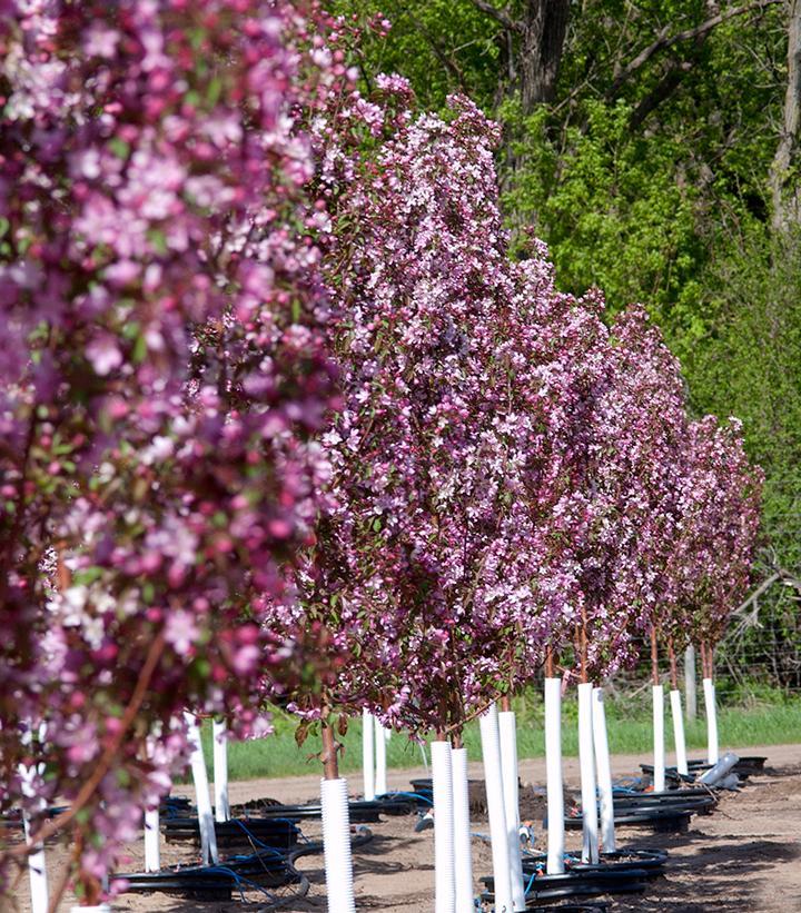 Malus 'purple Spire' - View 28 from www redcrocus com