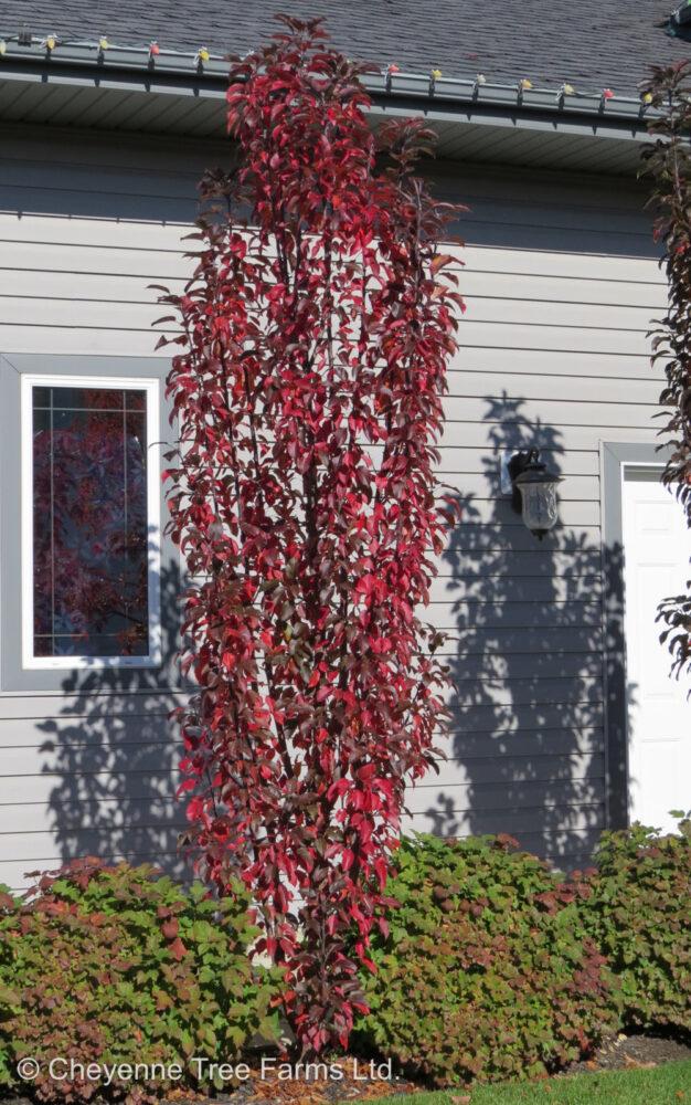 Malus 'purple Spire' - View 30 from www redcrocus com