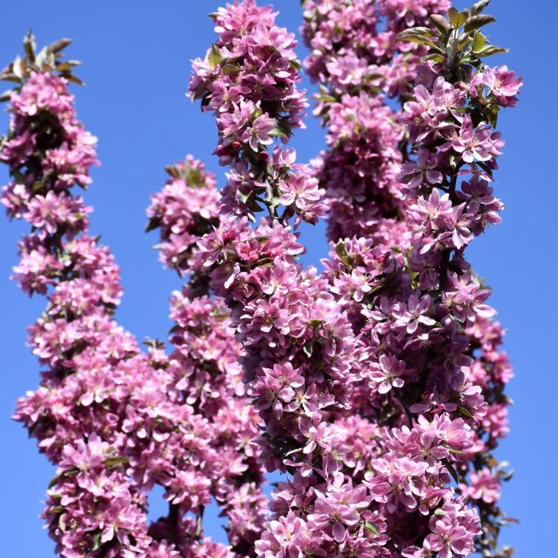 Malus 'purple Spire' - View 31 from www redcrocus com