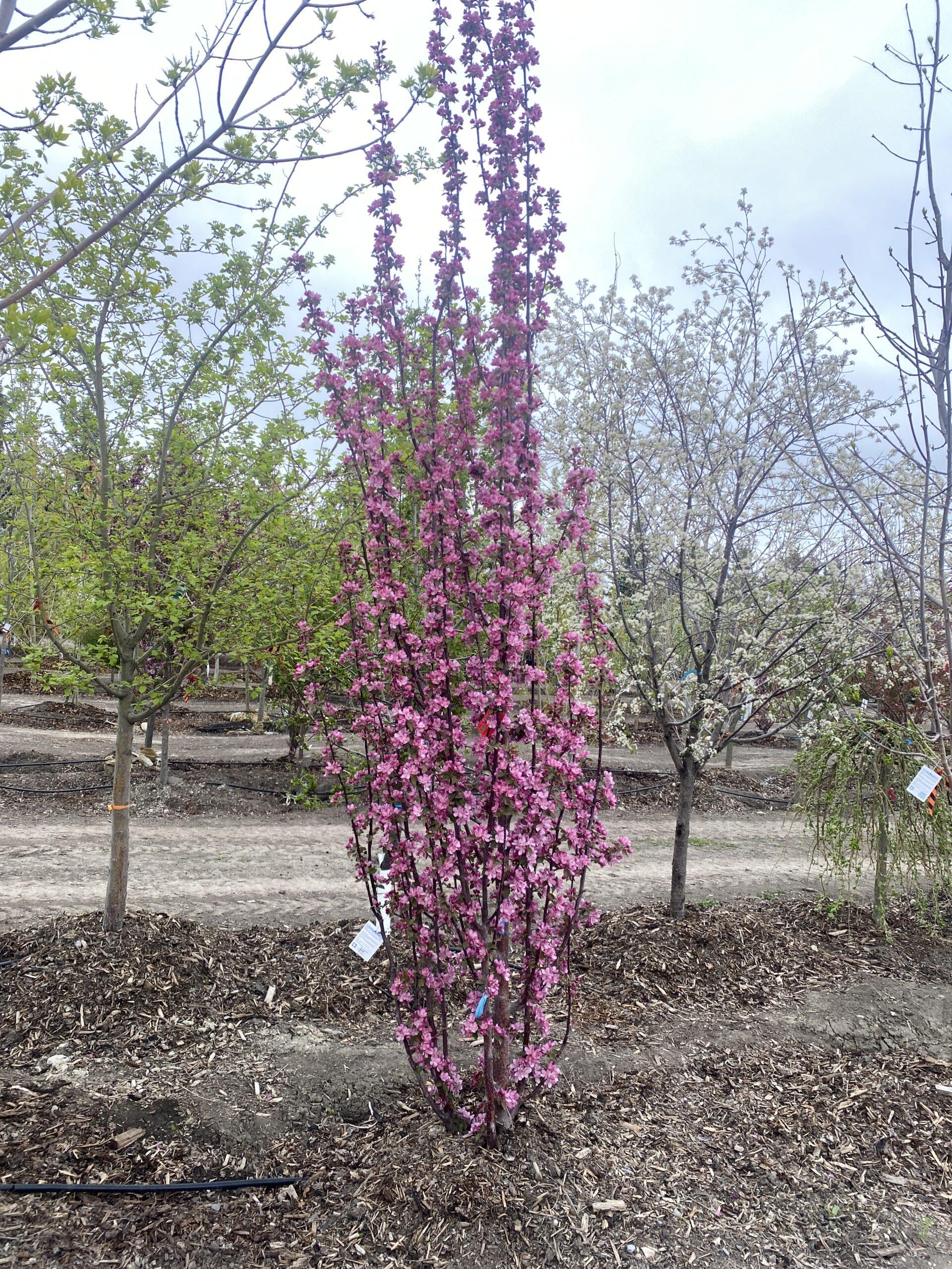 Malus 'purple Spire' - View 3 from www redcrocus com