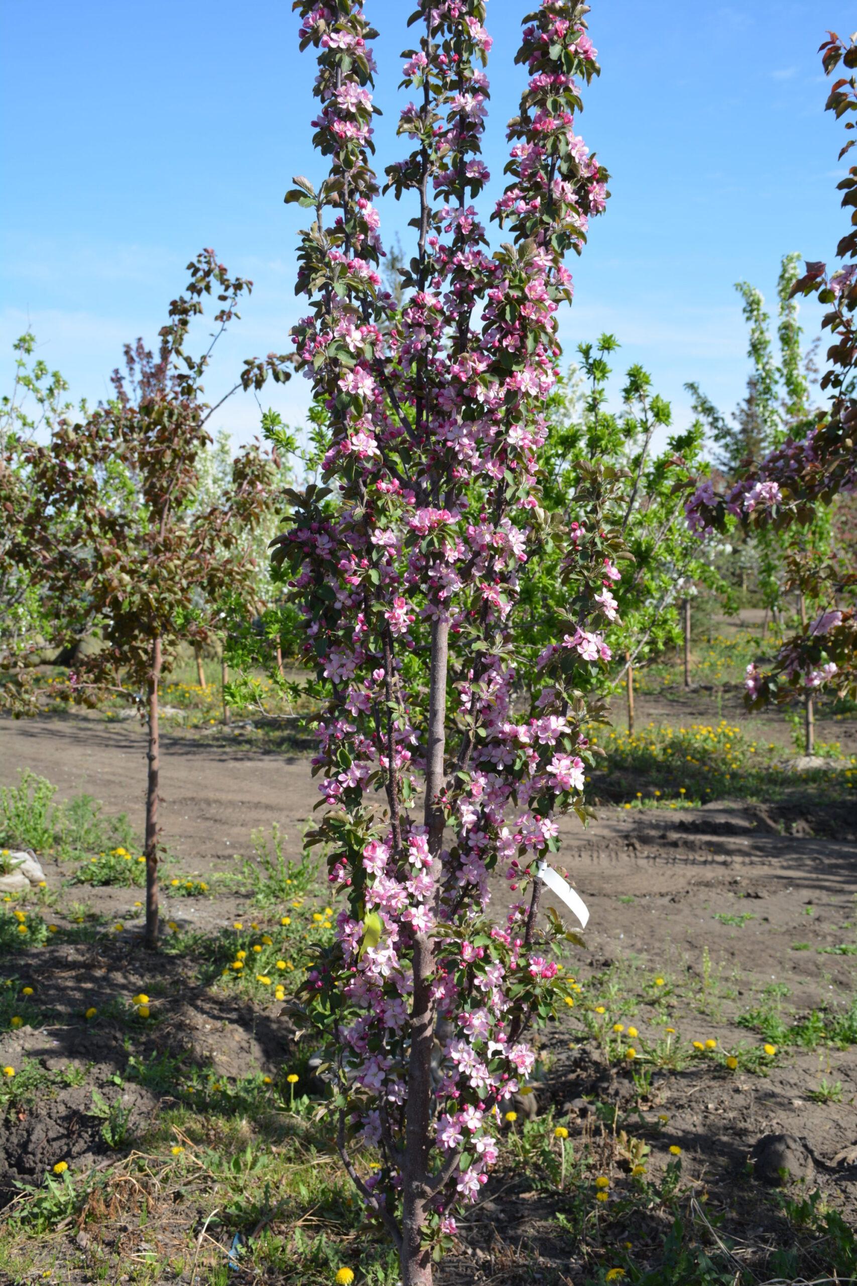 Malus 'purple Spire' - View 7 from www redcrocus com
