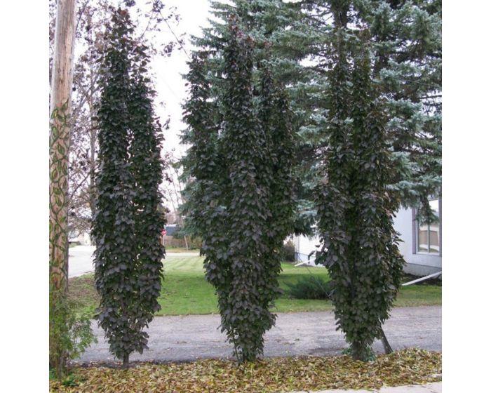Malus 'purple Spire' - View 8 from www redcrocus com