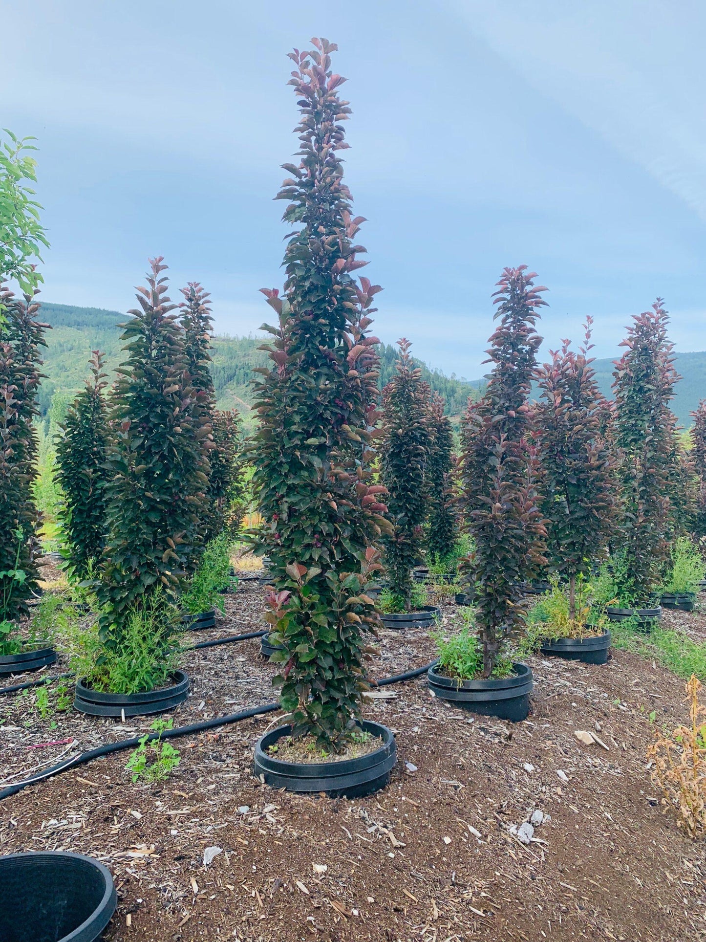 Malus 'purple Spire' - View 9 from www redcrocus com