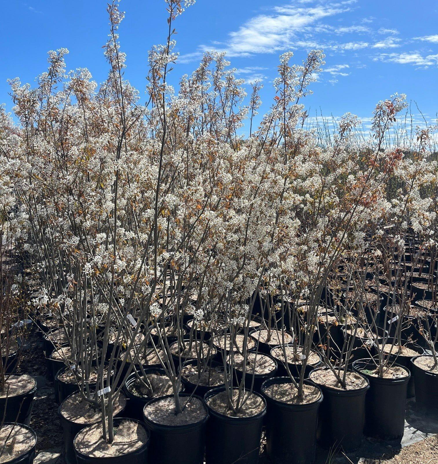 Amelanchier Grandiflora 'autumn Brilliance' Multi Stem - View 16 from www redcrocus com