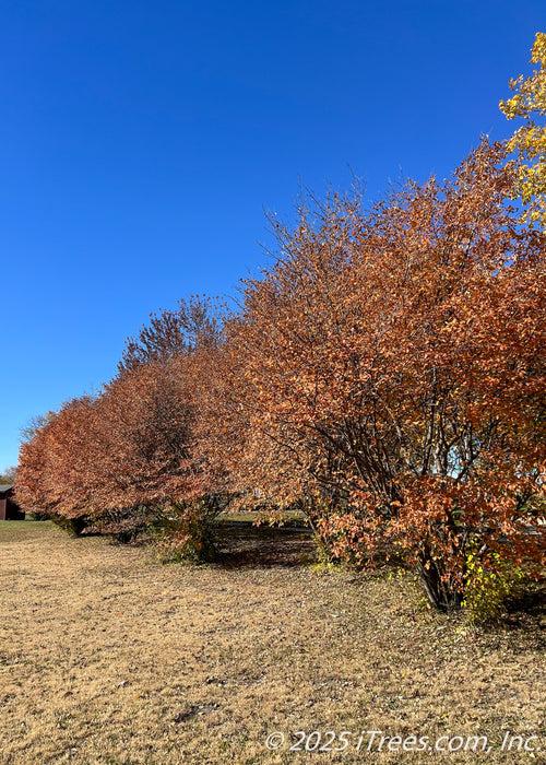 Amelanchier Grandiflora 'autumn Brilliance' Multi Stem - View 18 from www redcrocus com