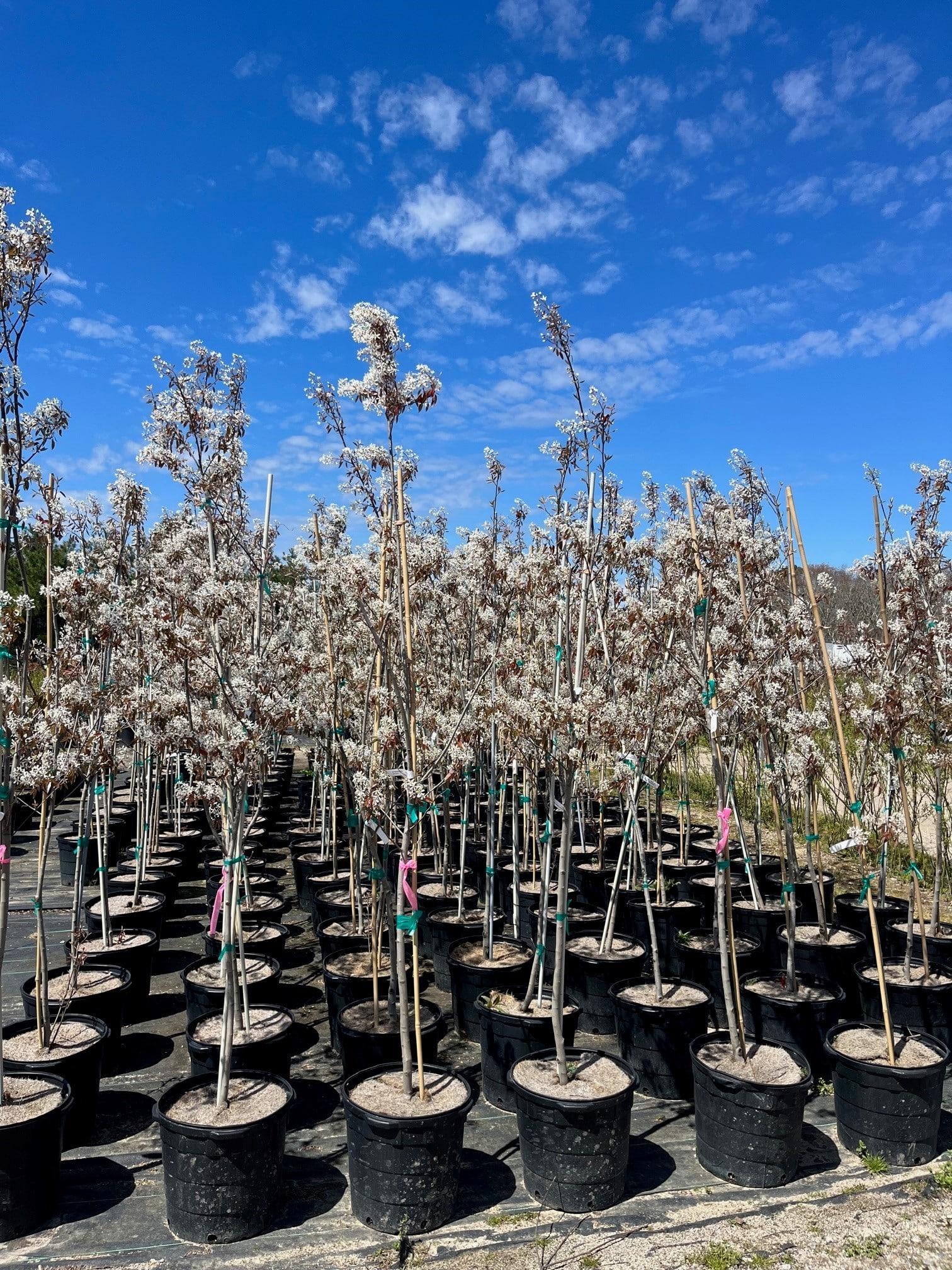 Amelanchier Grandiflora 'autumn Brilliance' Multi Stem - View 29 from www redcrocus com