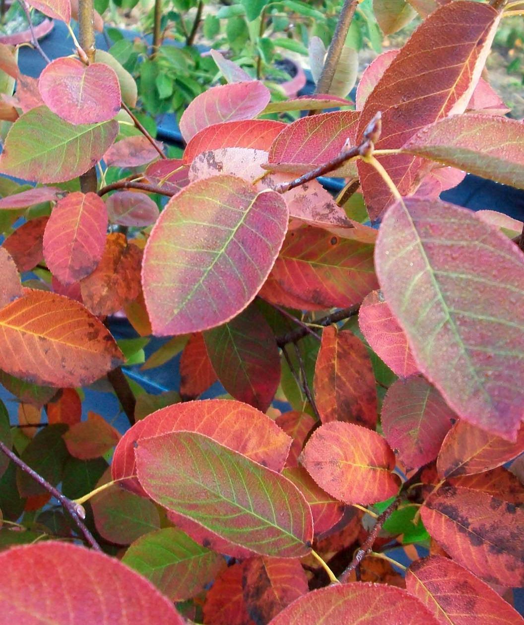 Amelanchier Grandiflora 'autumn Brilliance' Multi Stem - View 30 from www redcrocus com