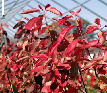 Amelanchier Grandiflora 'autumn Brilliance' Multi Stem - View 32 from www redcrocus com