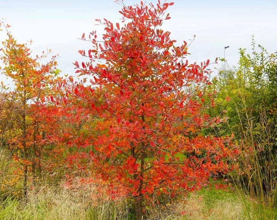 Amelanchier Grandiflora 'autumn Brilliance' Multi Stem - View 34 from www redcrocus com