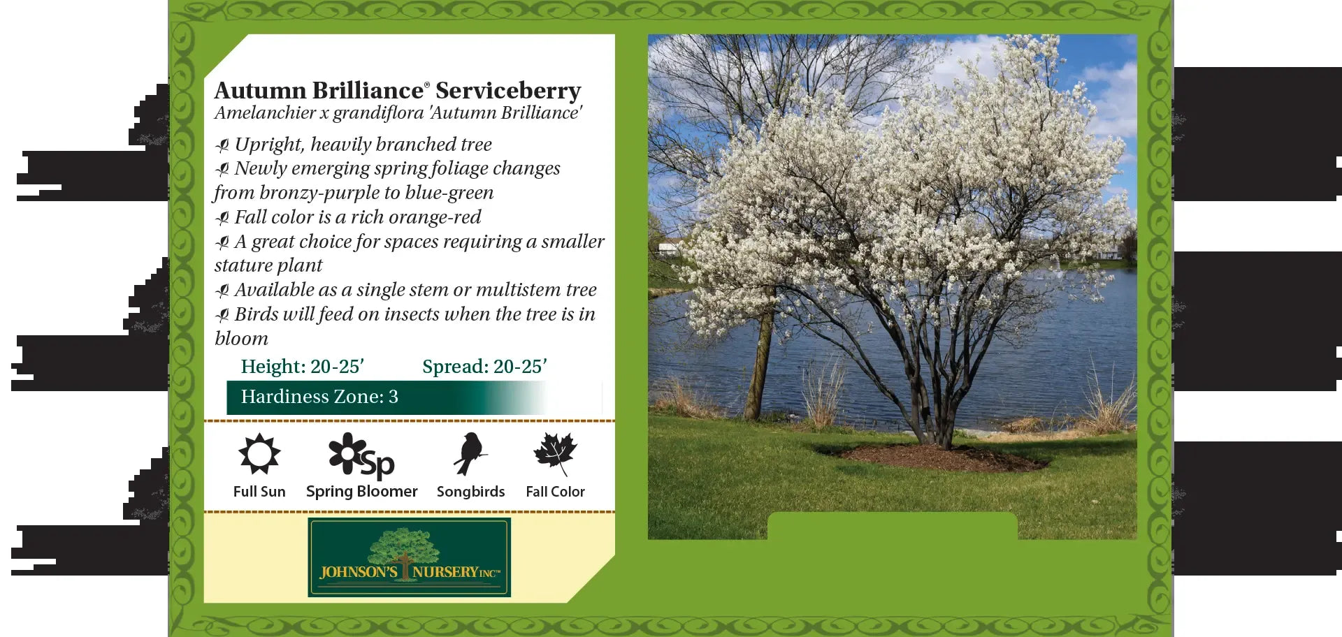 Amelanchier Grandiflora 'autumn Brilliance' Multi Stem - View 38 from www redcrocus com