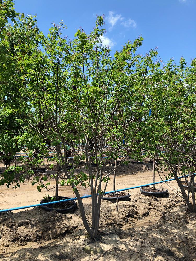 Amelanchier Grandiflora 'autumn Brilliance' Multi Stem - View 3 from www redcrocus com