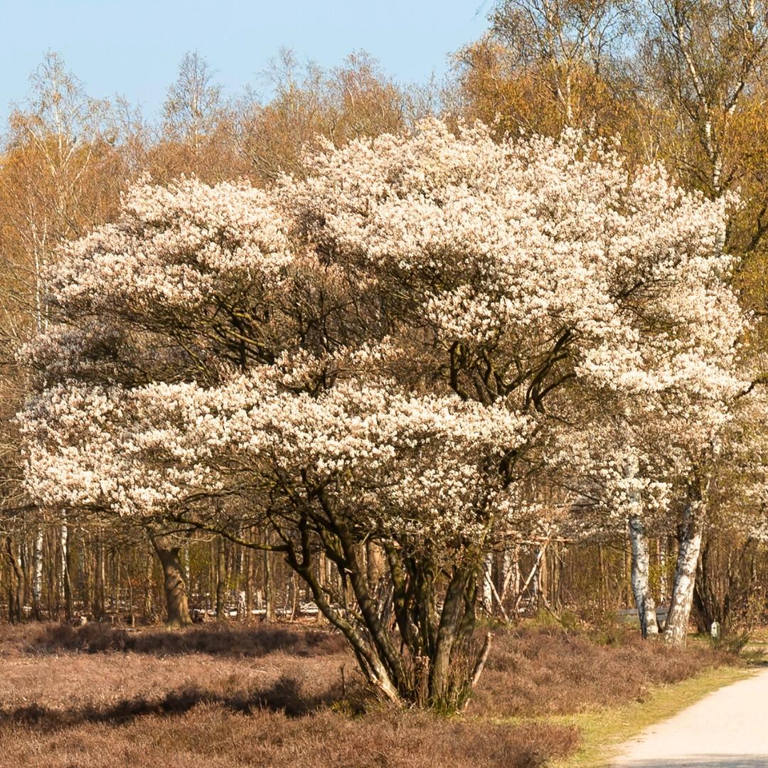 Amelanchier Grandiflora 'autumn Brilliance' Multi Stem - View 40 from www redcrocus com