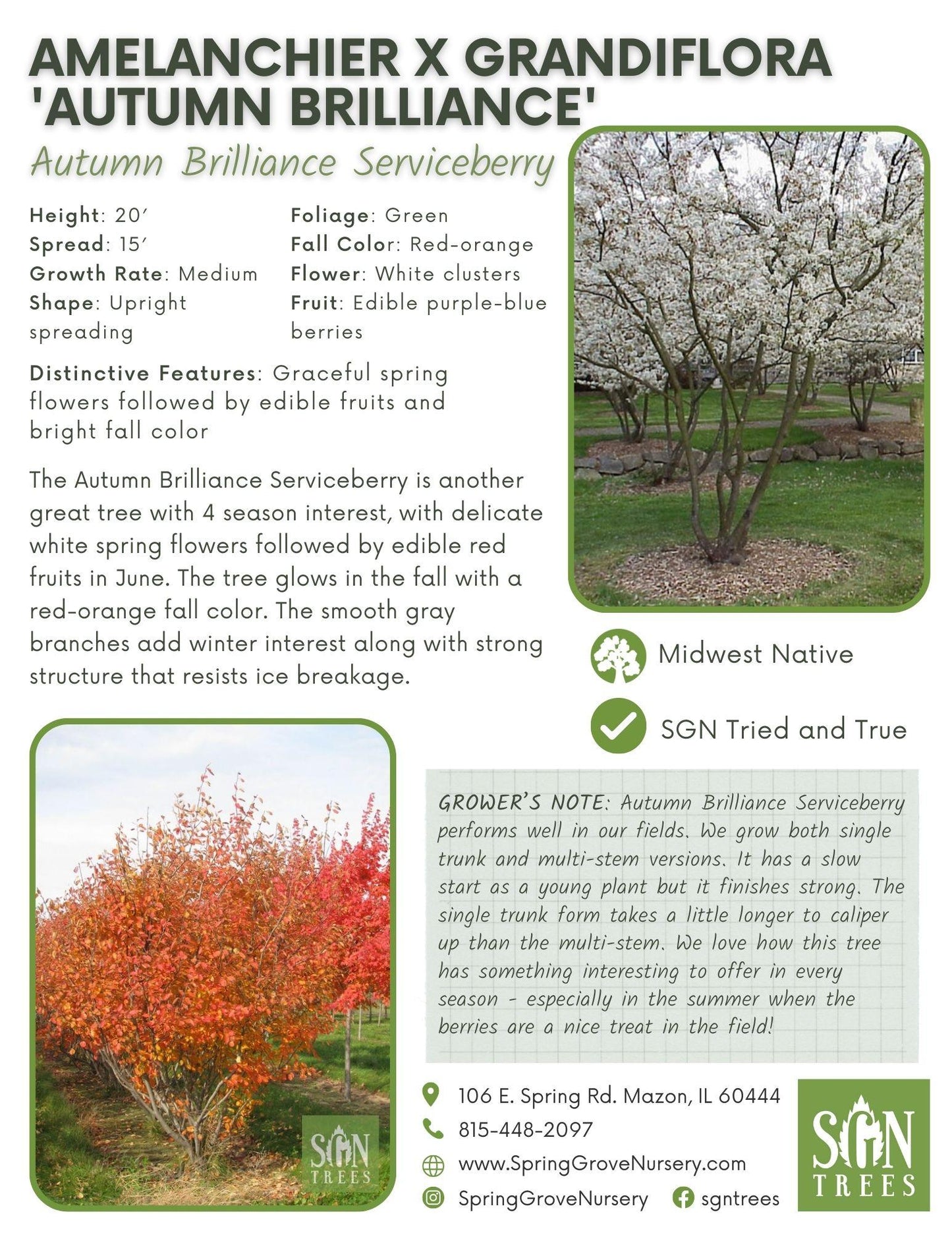 Amelanchier Grandiflora 'autumn Brilliance' Multi Stem - View 4 from www redcrocus com