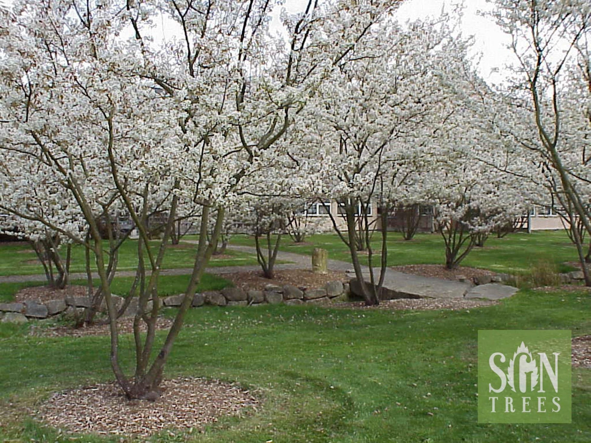 Amelanchier Grandiflora 'autumn Brilliance' Multi Stem - View 6 from www redcrocus com