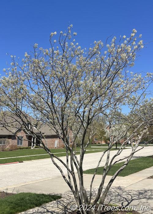 Amelanchier Grandiflora 'autumn Brilliance' Multi Stem - View 9 from www redcrocus com